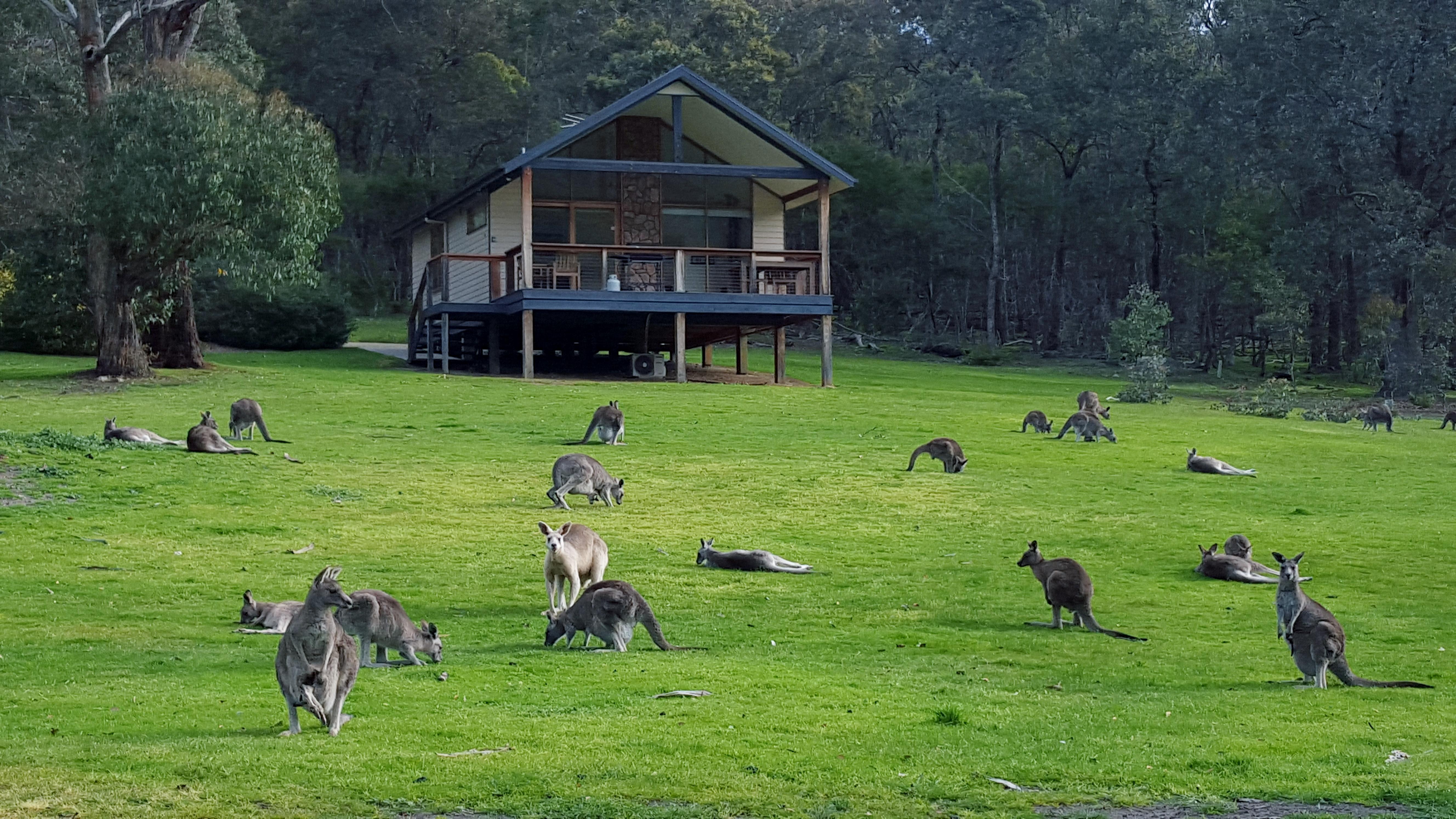 Yering Gorge Cottages エクステリア 写真
